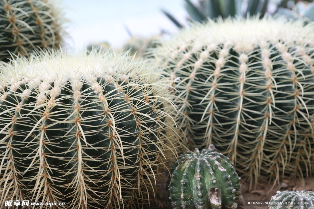 仙人掌 针叶植物