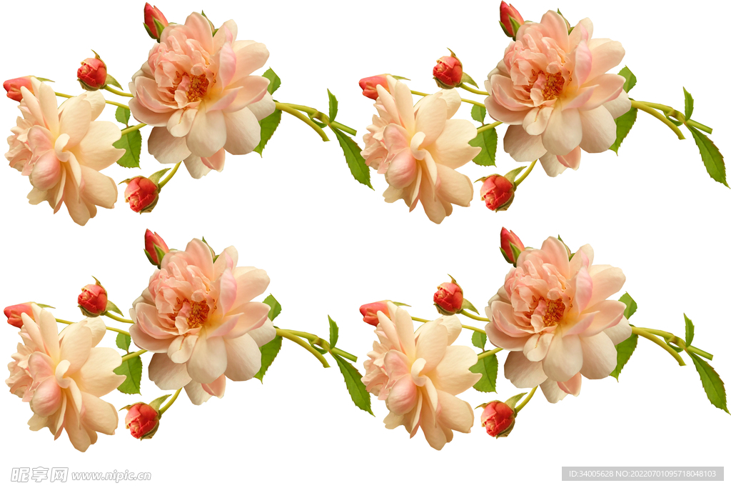 橙色渐变月季花