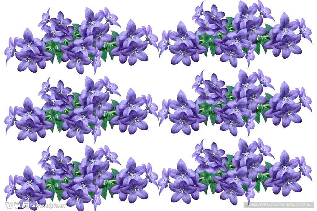 紫色大花绿色叶子