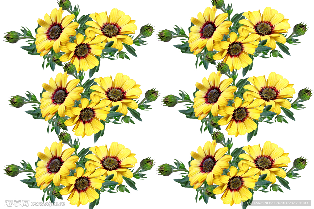 黄色太阳花花苞