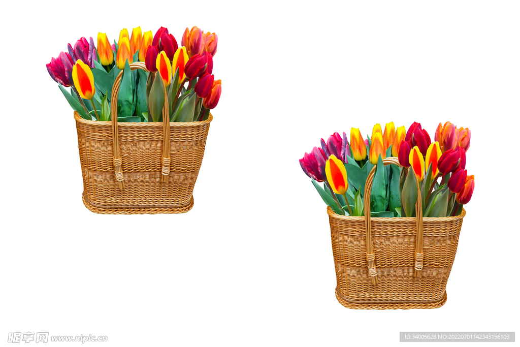 两篮郁金香