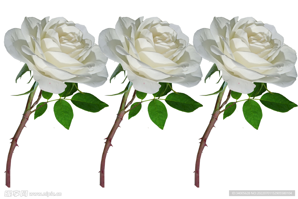 白色月季花树枝