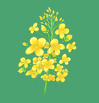 手绘插画油菜花