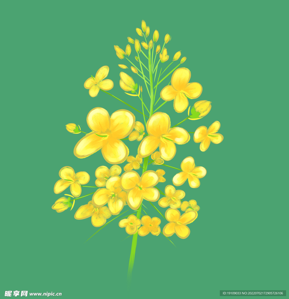 手绘插画油菜花