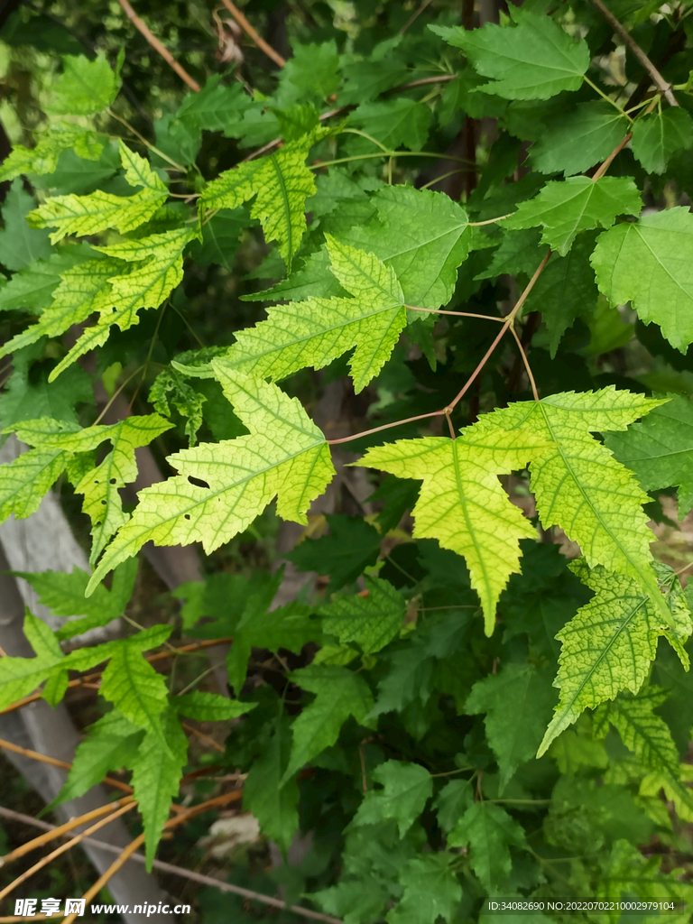 银白杨 社区户外绿化黄绿色树枝