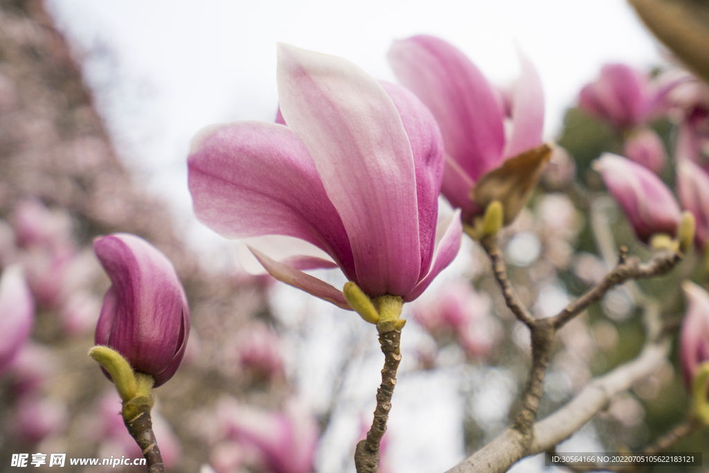 户外粉色花朵自然景观