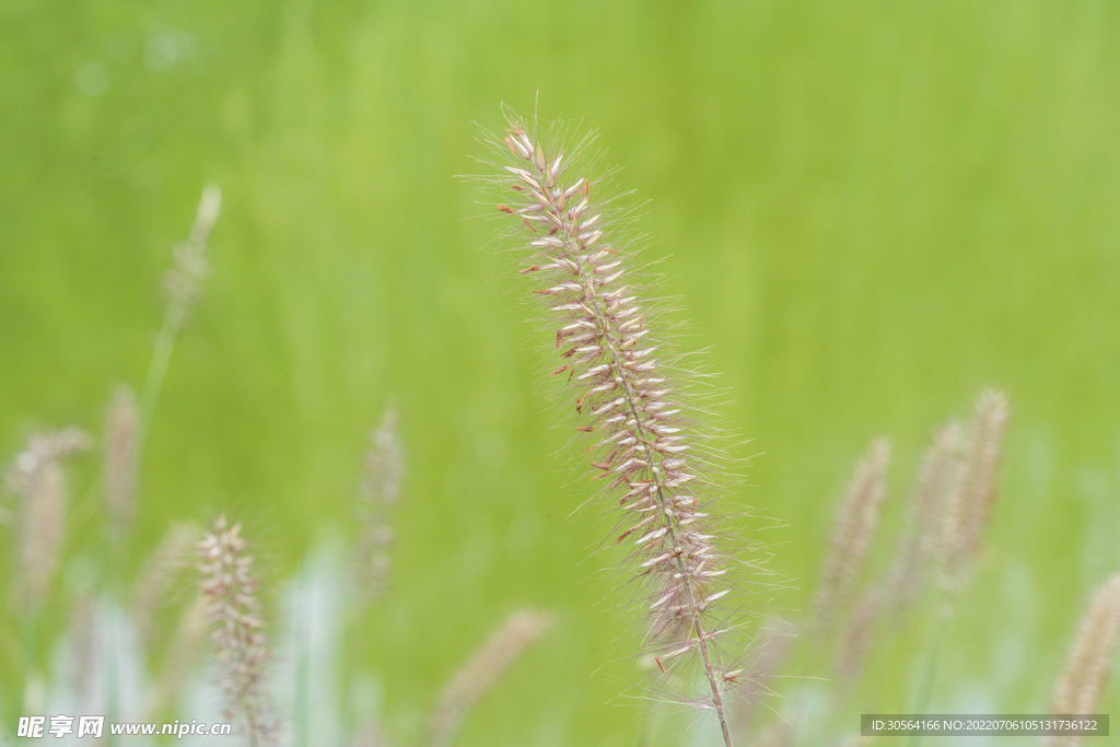 户外平原小草自然景观