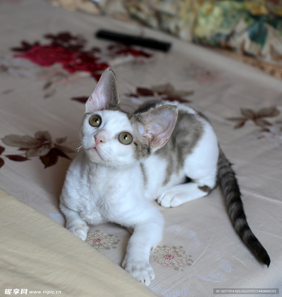 德文小猫表情包