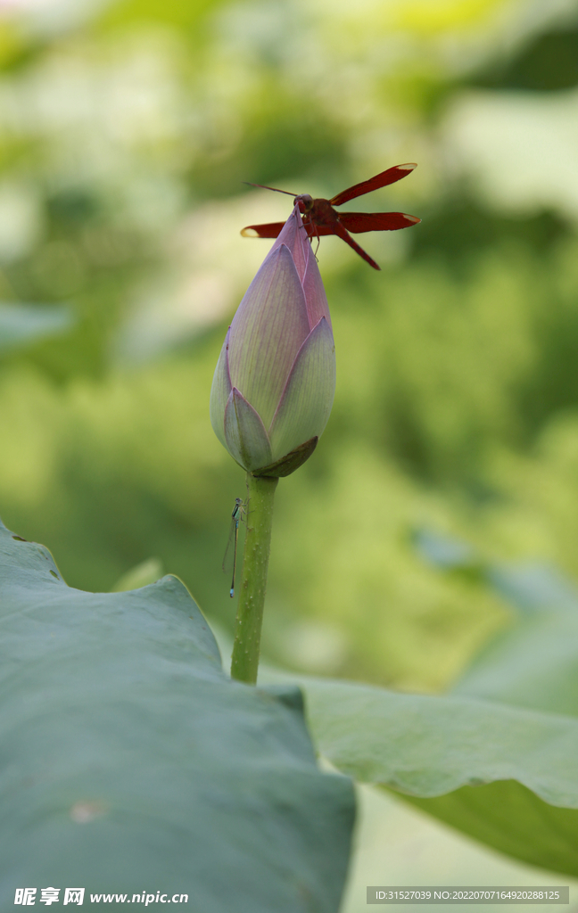 荷花骨朵上的蜻蜓素材