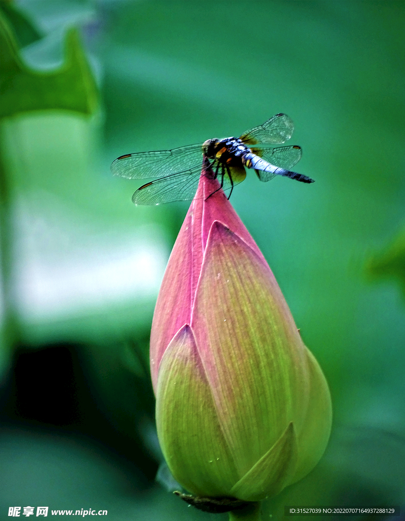 荷花骨朵上的蜻蜓大图