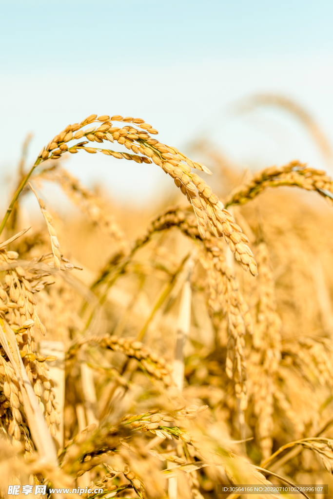 户外稻田农植物