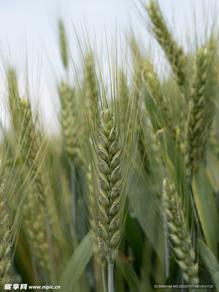 户外绿色稻田小麦植物