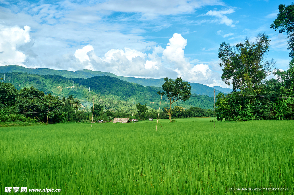 户外绿色草坪草原自然
