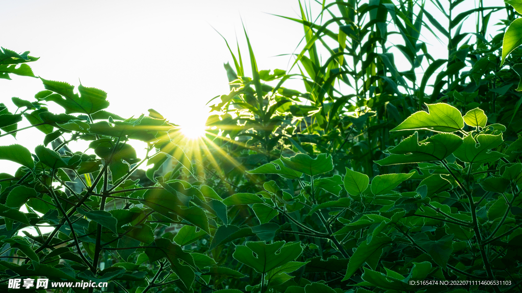 乡村风景逆光拍摄星芒毕现