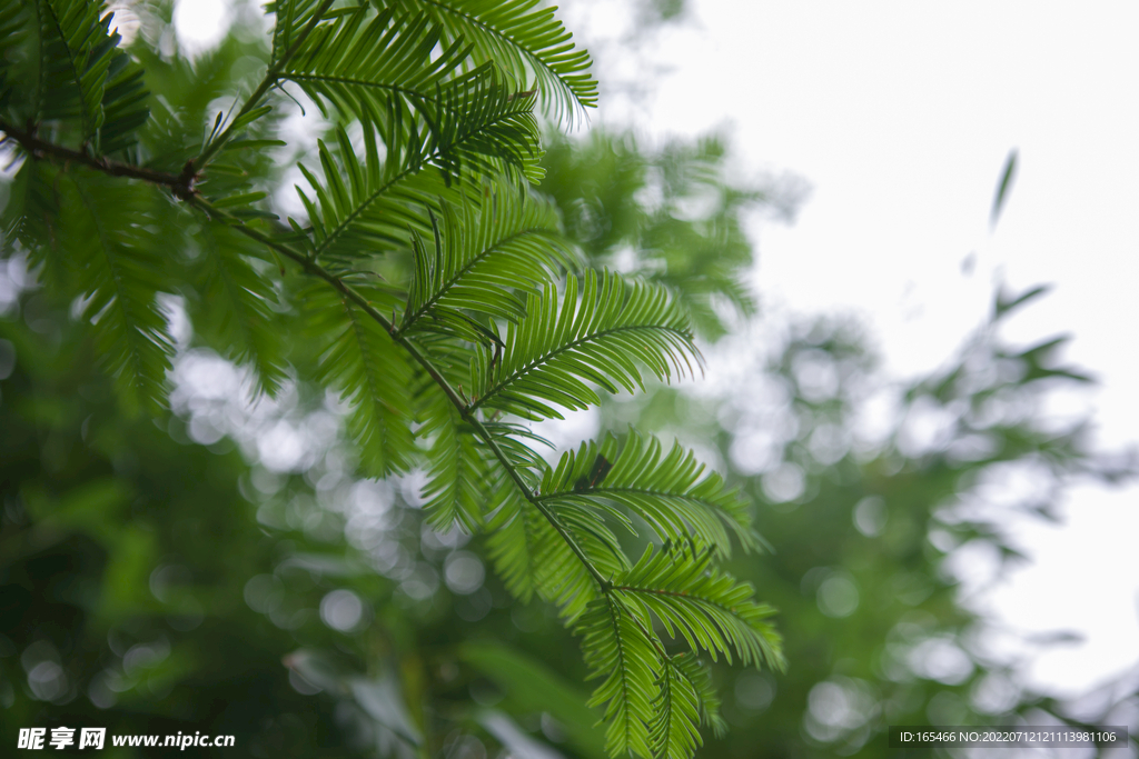 叶子 水杉