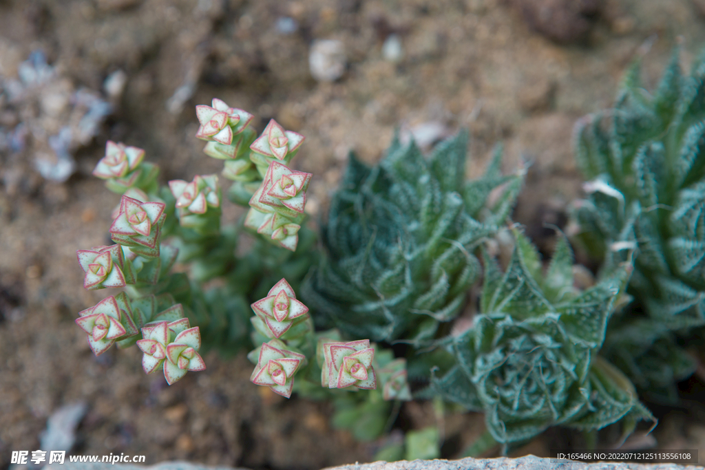 多肉 生物 绿植
