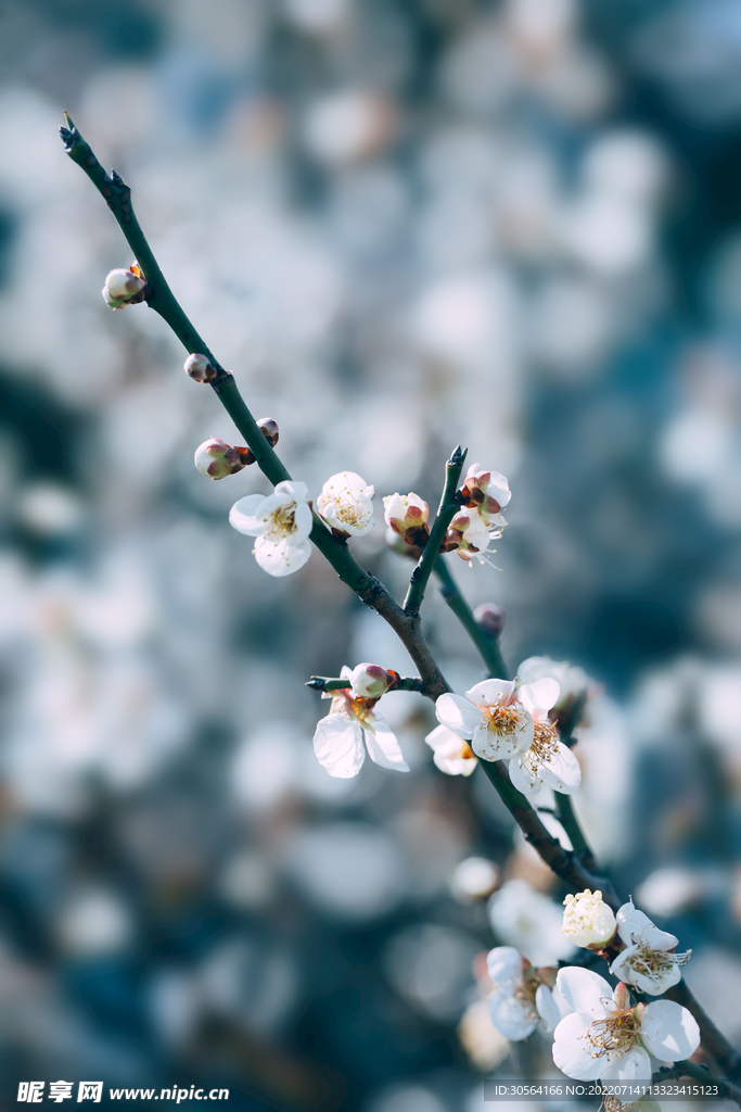 户外白色花朵花蕊自然景观