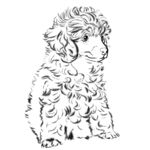 贵宾犬水墨风手绘插图