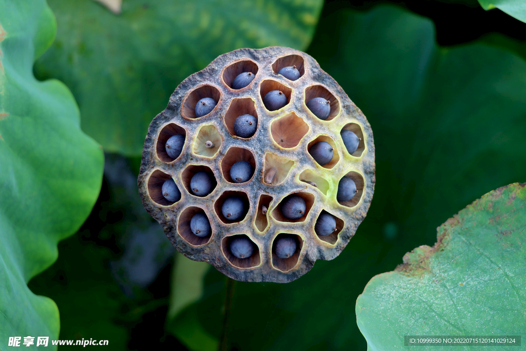 莲蓬莲子