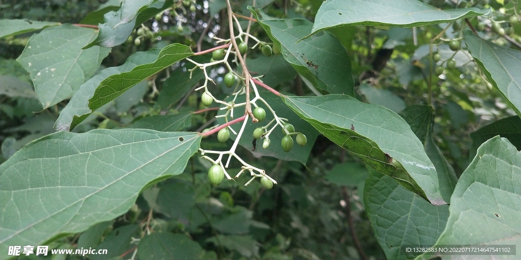 野外八角枫图片
