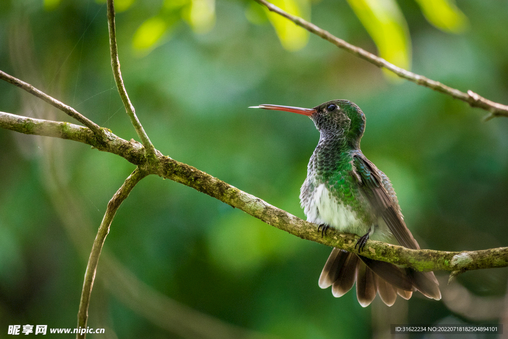 一只小绿鸟坐在绿树照片中的细树