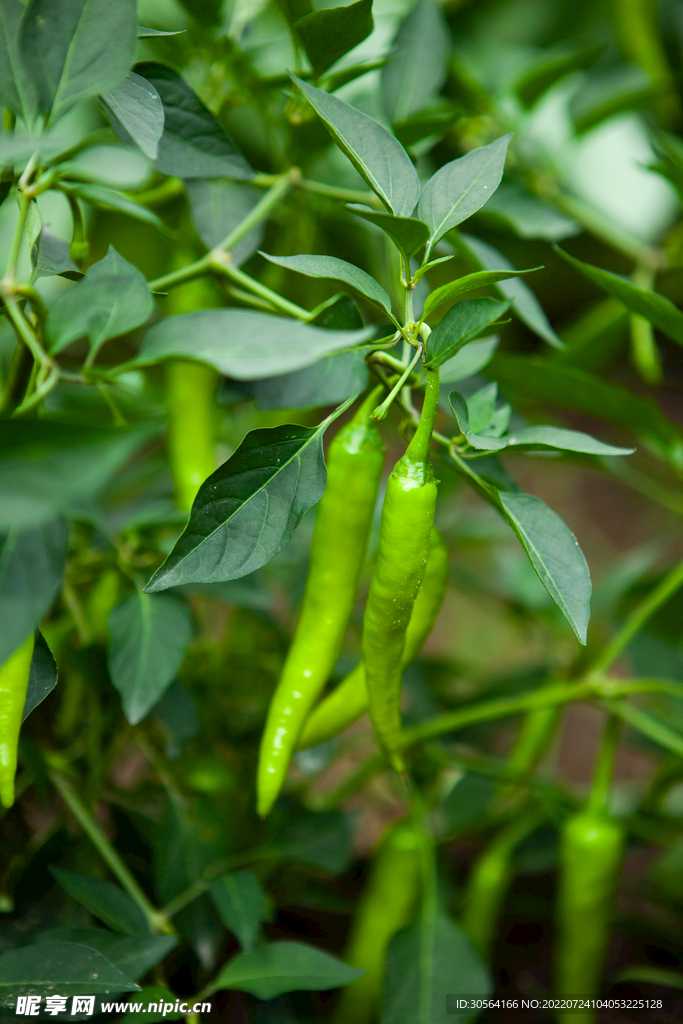 户外新鲜青椒蔬菜