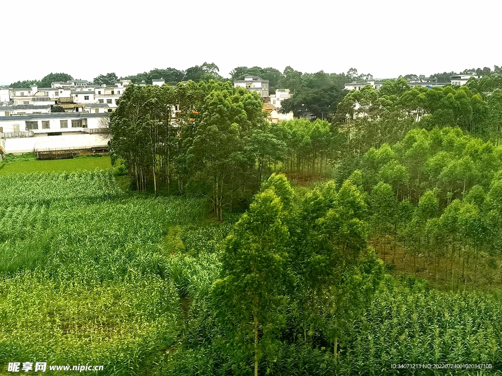 村庄旁的树林