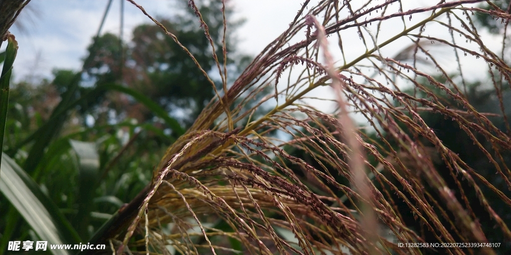 芒草图片