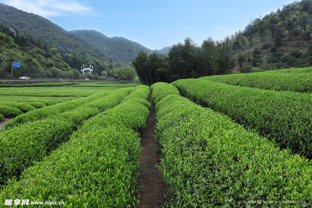 户外茶园茶叶