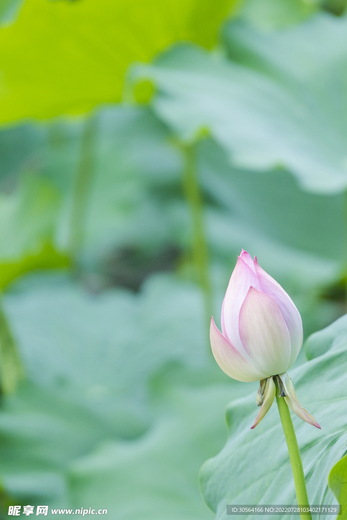 户外荷花荷叶自然