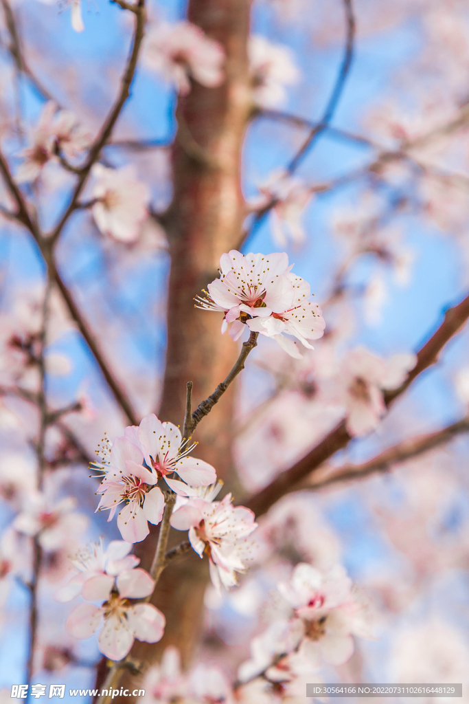 户外桃花花朵