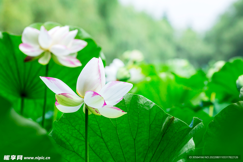 户外荷花荷叶自然
