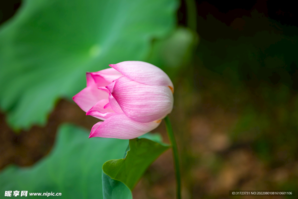 荷花 荷叶 花卉 花朵 花蕾 