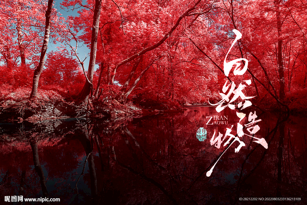 红树林风景壁纸