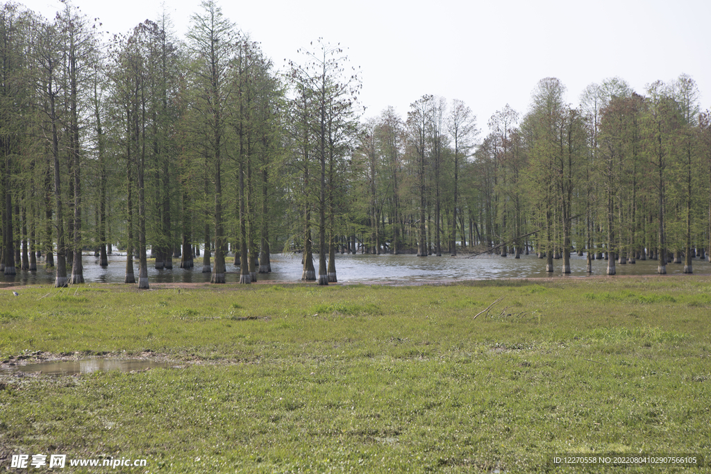 水杉林