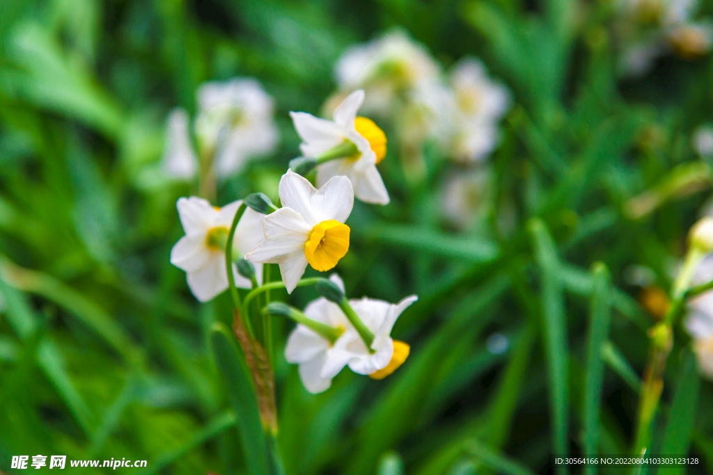 户外白色花朵自然