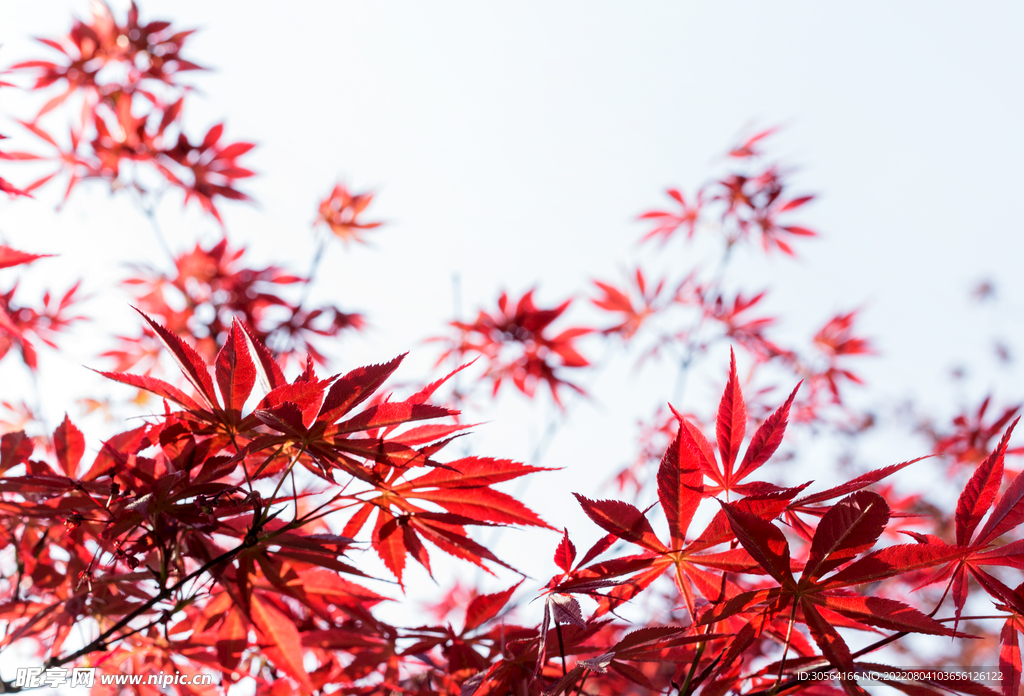 户外红色枫叶自然