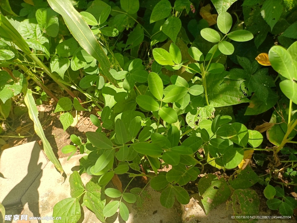 农家乐花生秧苗