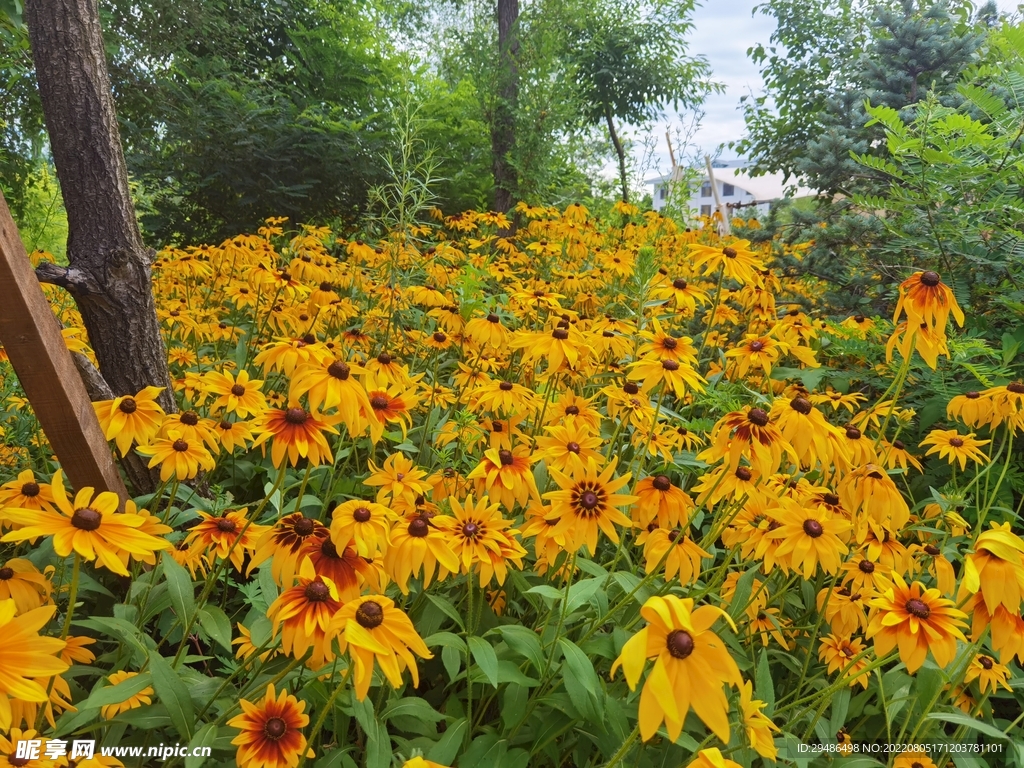 野外的雏菊太阳花