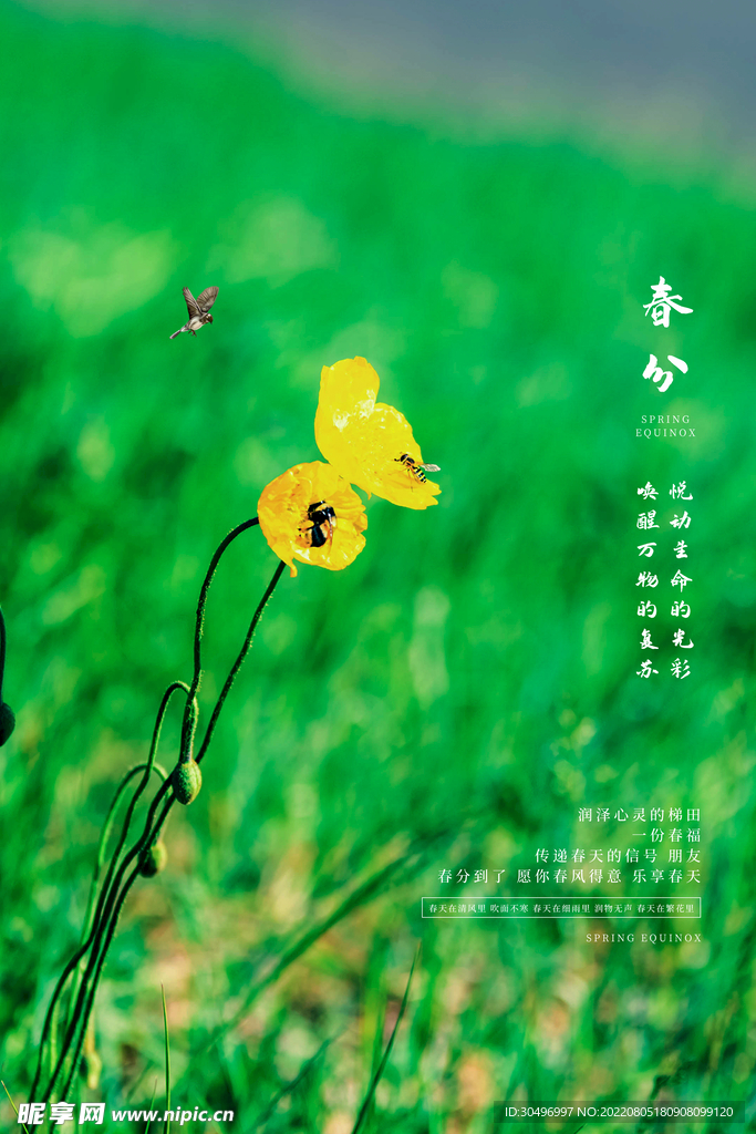 春分插画海报