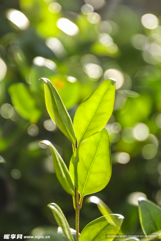 户外绿色嫩芽枝叶自然