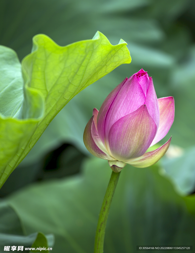 户外荷花荷叶自然