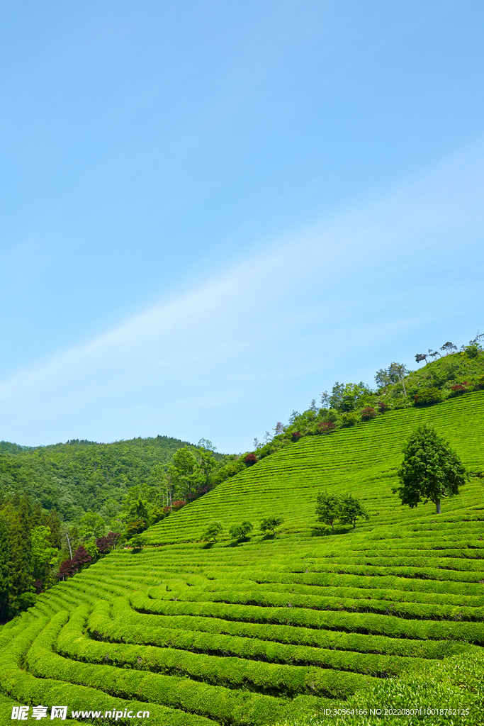 户外梯田茶园自然