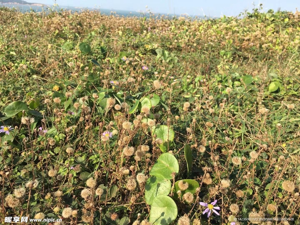 海边的草甸