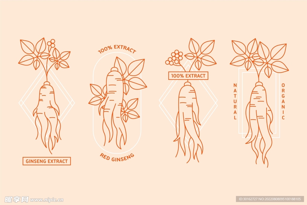 人参手绘插画设计