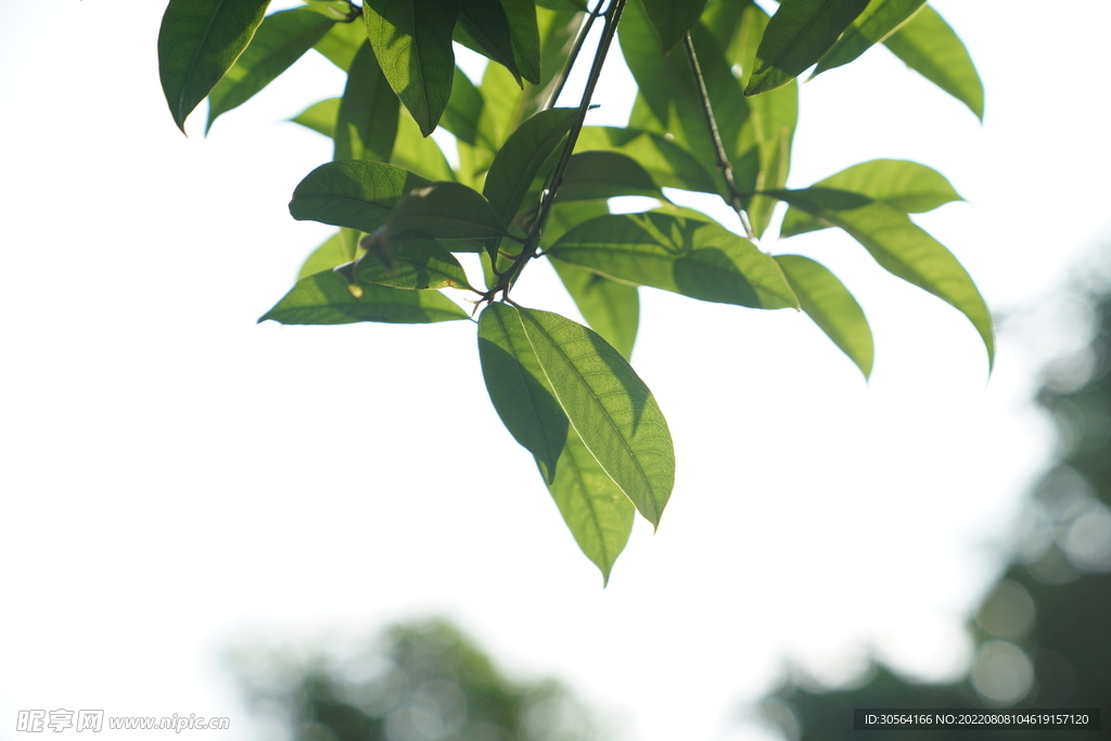 户外夏季绿色树叶自然