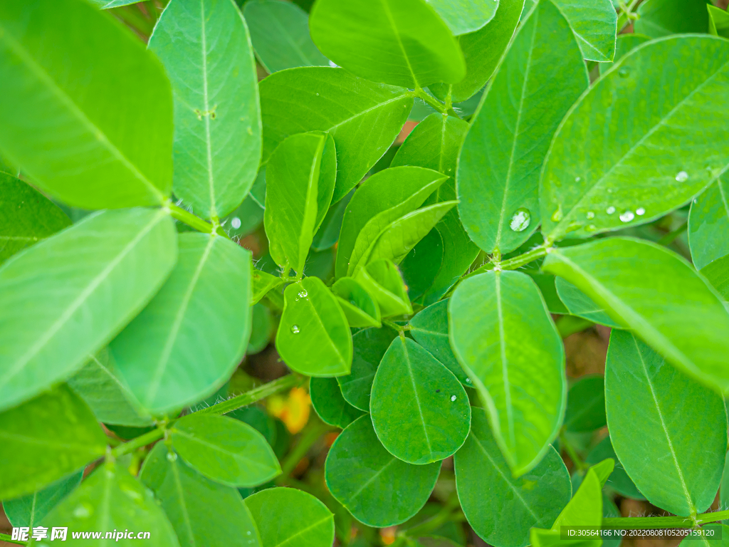 户外绿色树叶自然