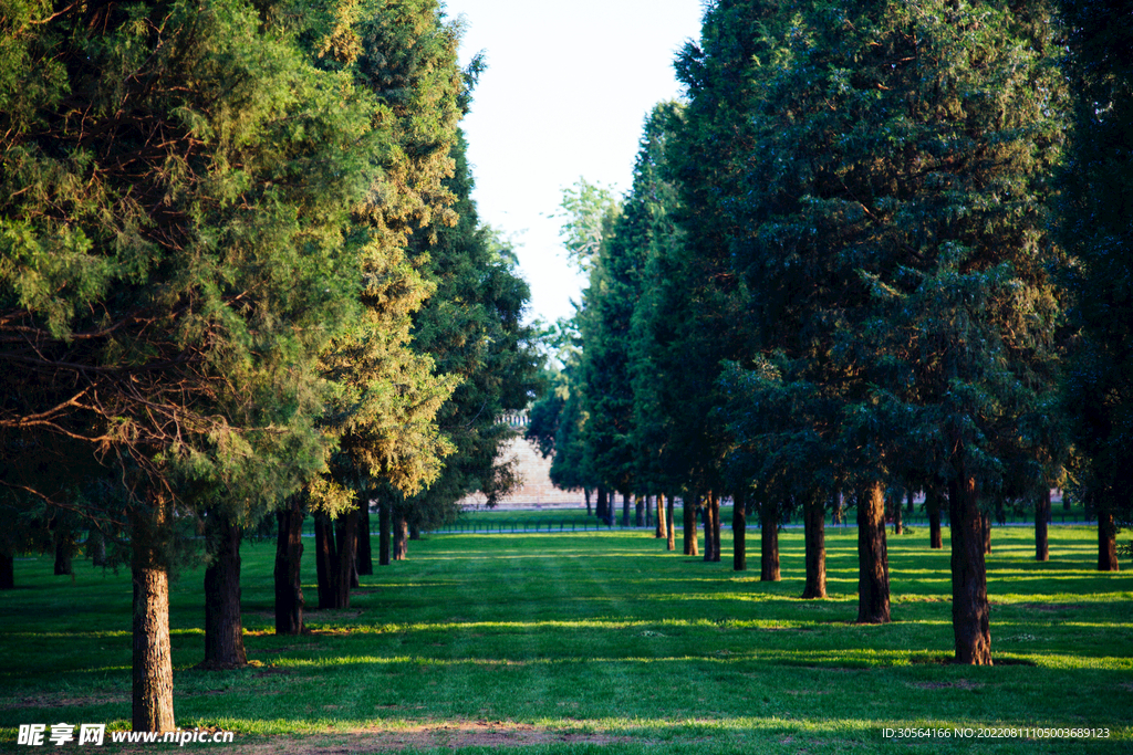 户外公园森林树木