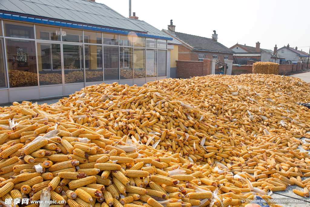 户外乡村玉米