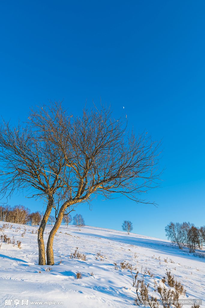 户外冬季雪地树木